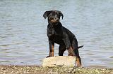 BEAUCERON - PUPPIES 199